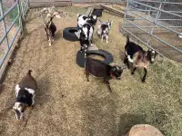 7 Nigerian dwarf goats for sale