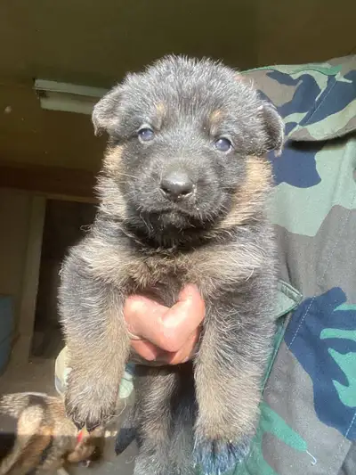 GERMAN SHEPHERD PUPPIES!    !SEIPPUP DREHPEHS NAMREG, View more