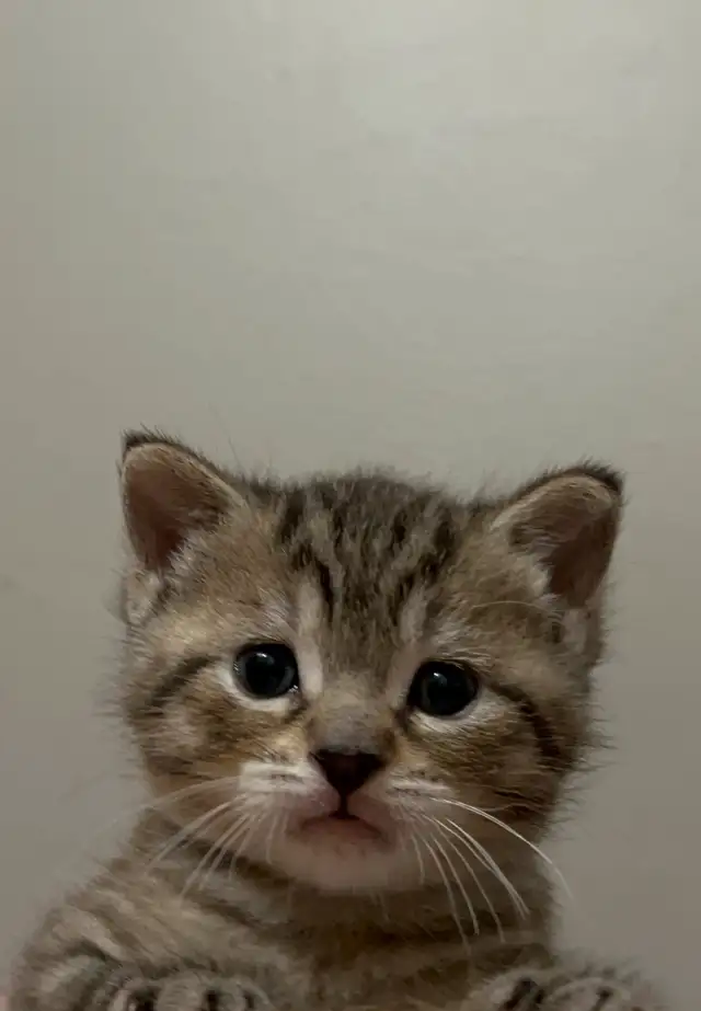 Chaton femelle in Cats & Kittens for Rehoming in Trois-Rivières - Image 3