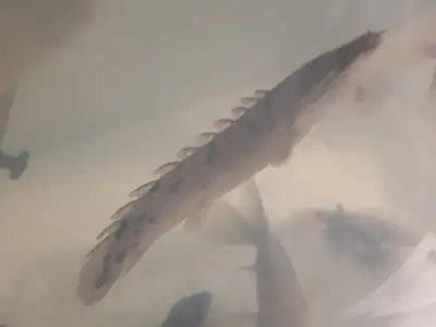 Large Delhezi bichir about a foot long.