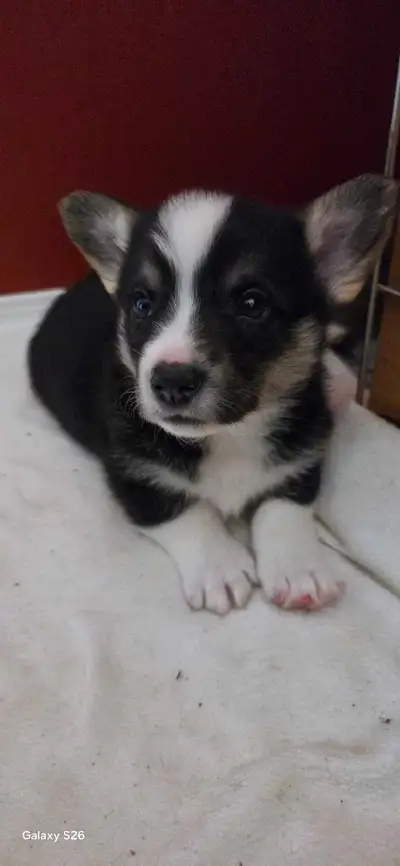 5 week old ckc reg. Pembroke Welsh corgi pups . Home farm raised with lots of love . Parents are bot...