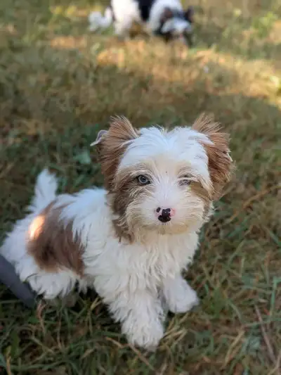Blue eyed Yorkie, View more