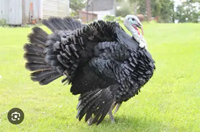 Artisan Gold, 1 years old. Male & Female breeding pair Laying eggs $250 for the pair