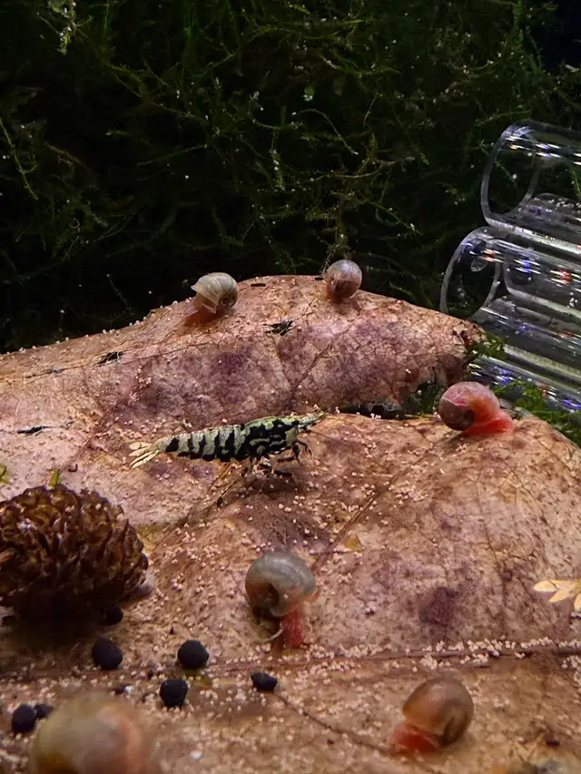 Fancy Black tiger Caridina SSS in Fish for Rehoming in City of Toronto - Image 7
