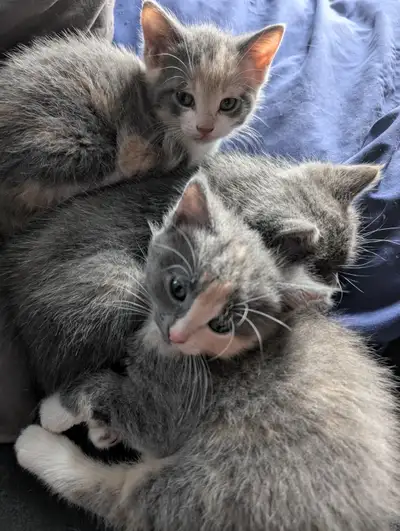 Chatons, View more