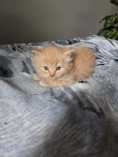 Bonjours je vend mes bébés chats , non vaccinée , nous avons 5 femelles et 2 males 2 beige , 3 noirs...