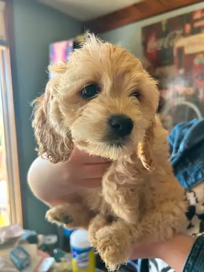 3 adorable Cockapoo puppies ready for their new homes. These little cuties have great personalities...