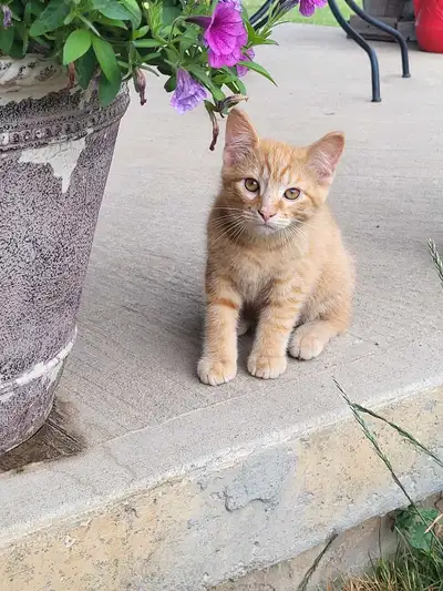 cute orange kitten, View more