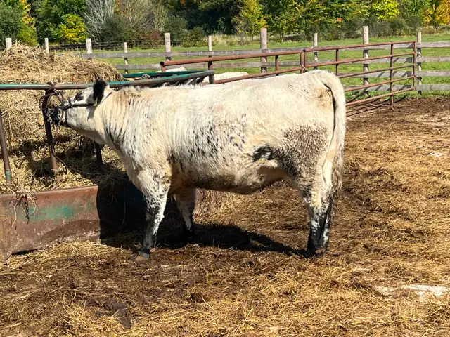 Speckled Park bullcalf in Livestock in Cambridge - Image 4