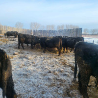 Black  Angus  cow calf prs and bred cows dispersal still availab