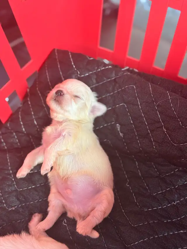 mini maltese puppies in Dogs & Puppies for Rehoming in City of Toronto - Image 4
