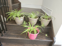 Spider green plants with plastic pots for indoor outdoor $12each