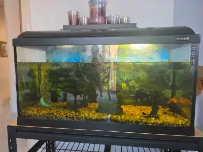 fish aquarium tank, View more