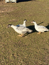 Trio of Muscovy Ducks