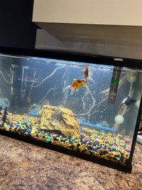4 poissons gratuits/4 fishes for free 