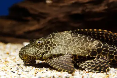 Plecotomus 12 inch long Also have small and big pleco’s Delivery available