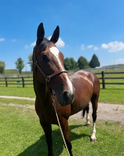 For your consideration. "Lux" 2014 passported Zangersheide mare Stands 17.1 hands Lux does best with...