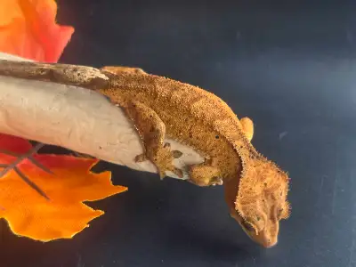 Juvenile Crested Geckos, View more