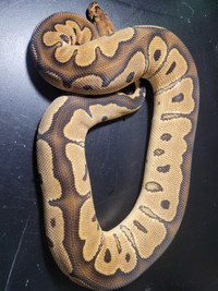 Ball python collection and equipment for sale.