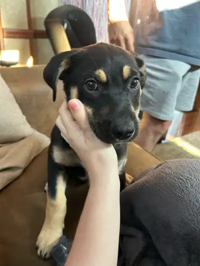 9 week old puppy , View more
