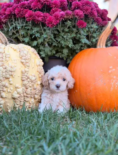 We encourage you to give us a call or text at 647 642-6963 just let us know a little bit about yours...