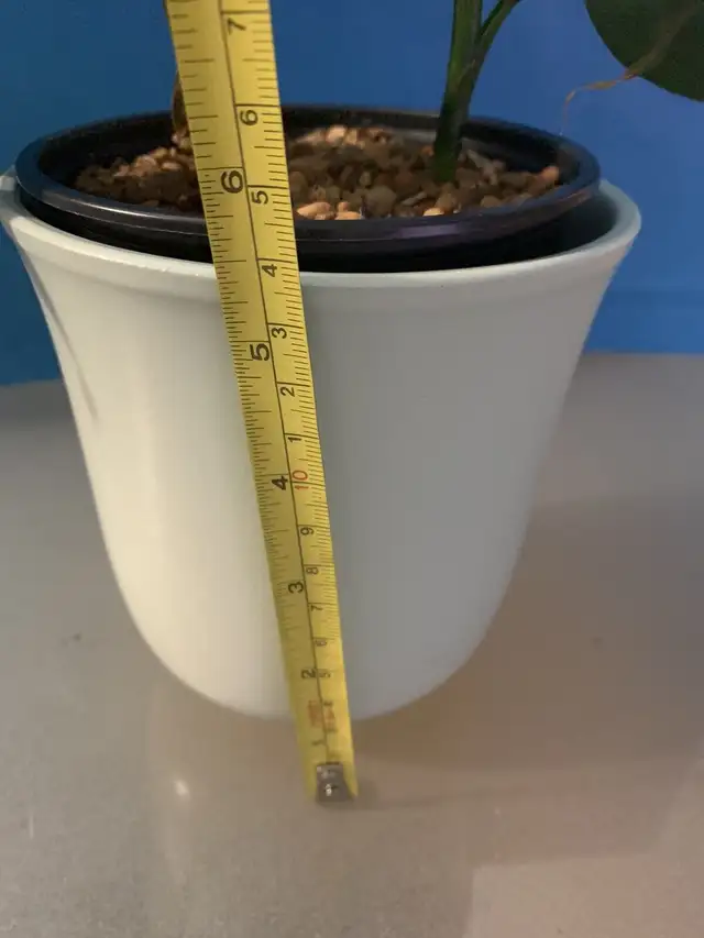 3 Lucky Bamboo  with beautiful inner & outer planter/Flower Pot in Patio & Garden Furniture in Markham / York Region - Image 8