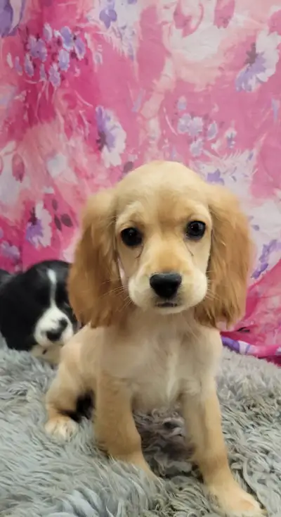 Cocker spaniel puppies, View more