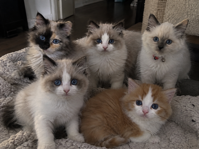 Ragdoll Kittens | Cats & Kittens for Rehoming | City of Toronto | Free ...