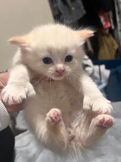  Four adorable kittens looking for a A loving home, View more