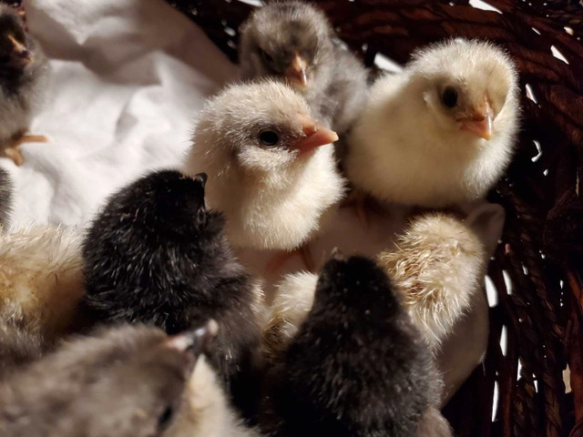 Day Old Chicks Available - Easter Eggers & Barred Rocks in Livestock in Chatham-Kent - Image 3