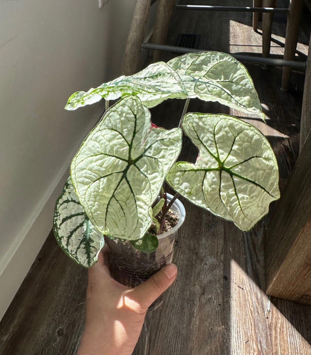 Plant Caladium Plants, Fertilizer & Soil Edmonton Kijiji