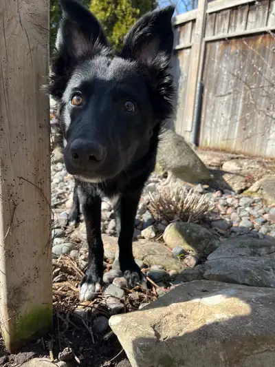 Border Collie Labrador mix His name is Koby Born September 27th 2024 (8months old) Not Fixed (you ha...