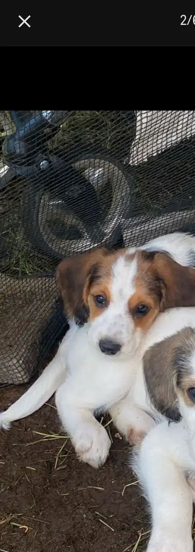 chiots a vendre , View more