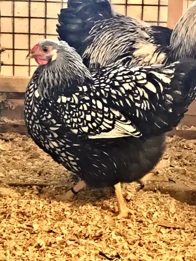 Beau choix de poussins Wyandotte Silver à vendre, View more