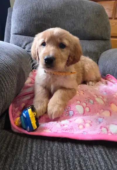 Purebred Golden Retrievers, View more