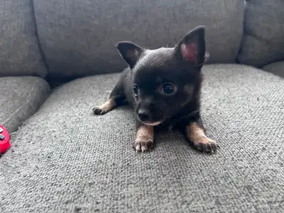 FEMALE POMCHI PUPPY, View more
