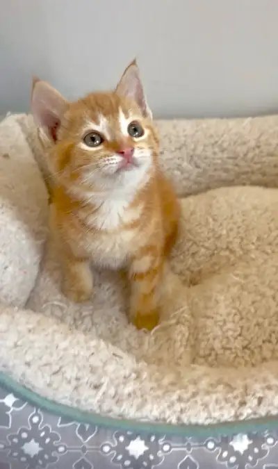 beautiful kittens , View more
