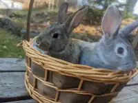 8-week-old Rabbits (New Zealand/ Californian)