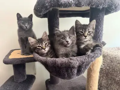 Egyptian Mau × Toyger × Siamese × Ragdoll Kittens, View more