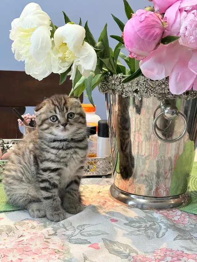 Purebred Scottish Fold Kittens in Cats & Kittens for Rehoming in City of Toronto - Image 4