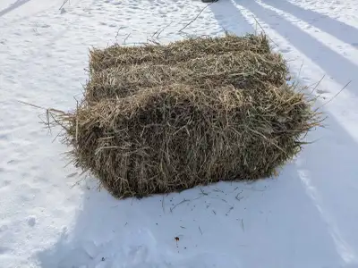 Hay for sale , View more