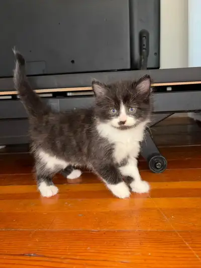 Kittens for rehoming, View more