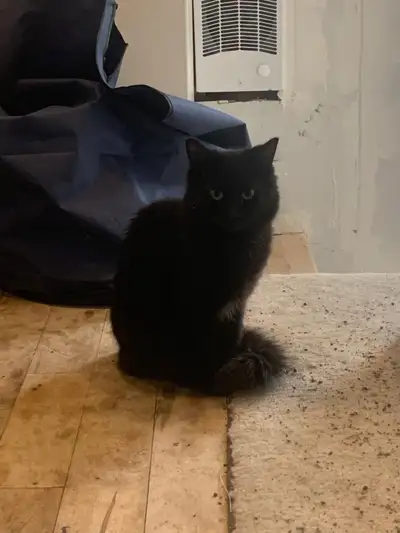 Magnifiques Chatons à vendre, View more