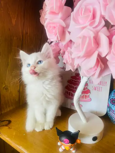 Hypoallergenic Purebred Dewormed Siberian kittens, View more