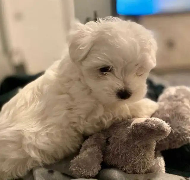 Cute Little Miniature Maltipoo Puppies - LAST ONE! in Dogs & Puppies for Rehoming in City of Toronto - Image 4