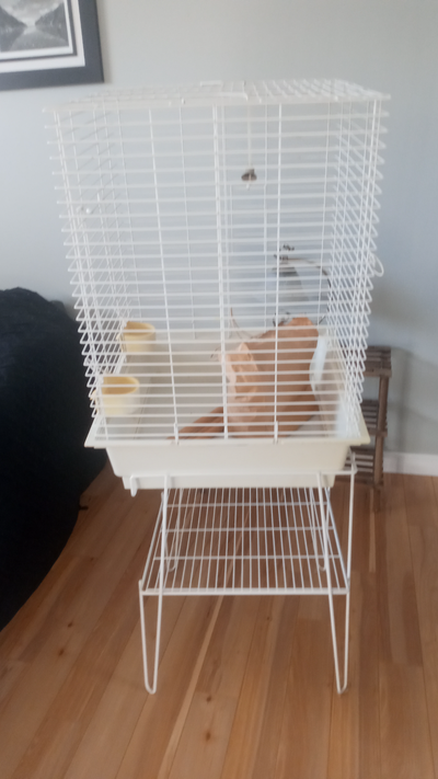 cage cokatiel, View more