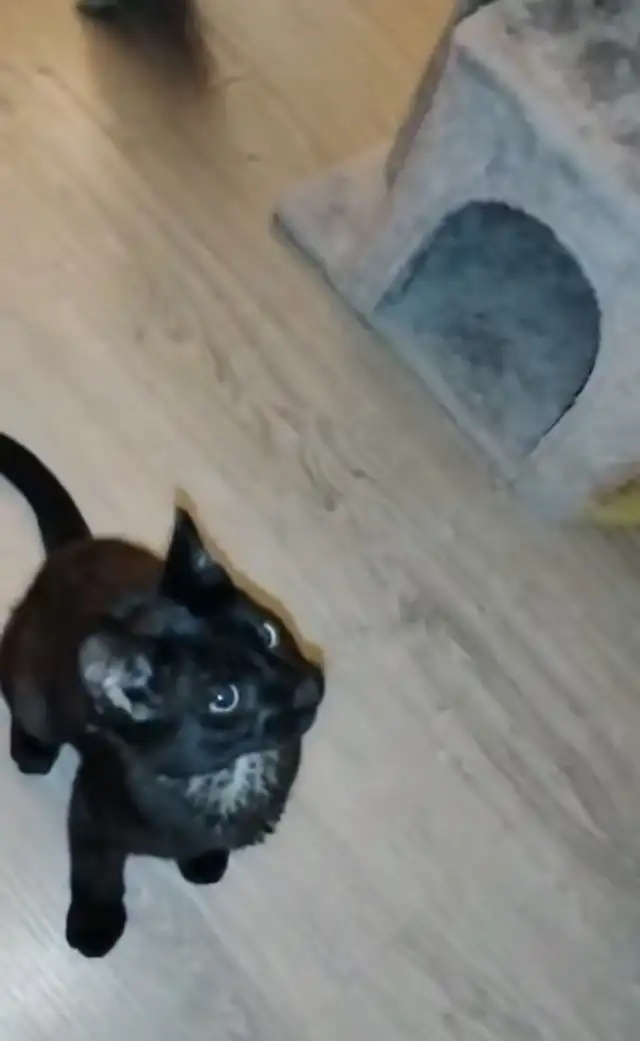 Beautiful Lost Kitty Cat—-Needs to Het Home in Lost & Found in Edmonton - Image 3