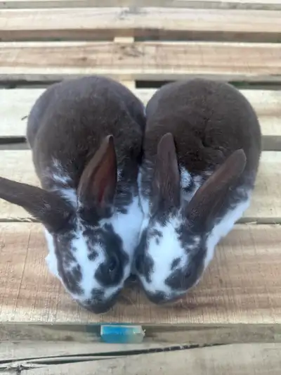 purebred Rex rabbits, View more