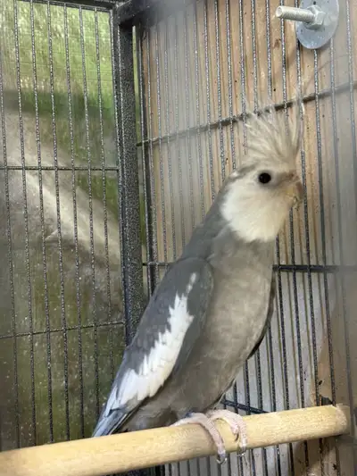 Proven male whiteface cockatiel. 2 years old. He is closed leg banded. He is NOT hand tamed, he is a...