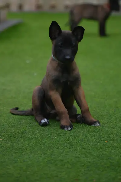 Belgian Malinois Female Puppy, View more